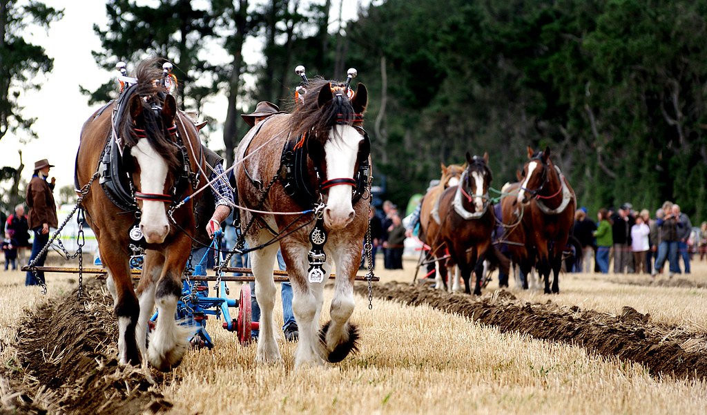 Two teams of draught horses in harness pulling ploughs across a stubble field, with spectators behind.